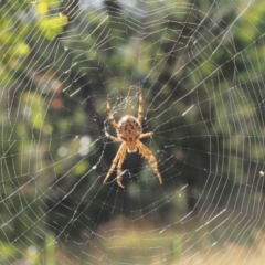 Araneinae (subfamily) (Orb weaver) at Stromlo, ACT - 15 Feb 2022 by BarrieR