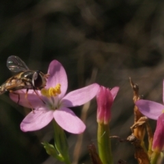 Syrphini sp. (tribe) (Unidentified syrphine hover fly) at Stromlo, ACT - 14 Feb 2022 by BarrieR