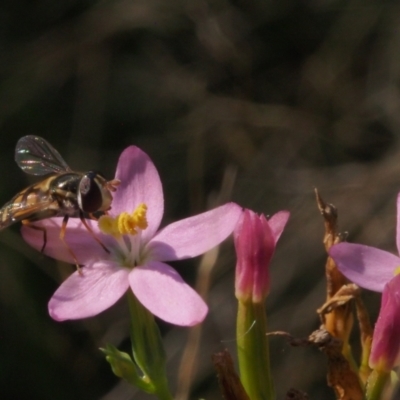 Syrphini (tribe) (Unidentified syrphine hover fly) at Stromlo, ACT - 15 Feb 2022 by BarrieR