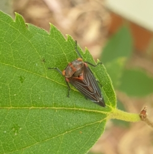 Eurymeloides lineata at Turner, ACT - 21 Feb 2022