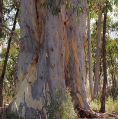 Eucalyptus mannifera (Brittle Gum) at Stromlo, ACT - 15 Feb 2022 by BarrieR