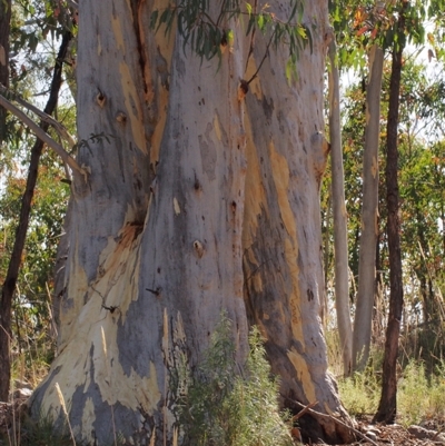 Eucalyptus mannifera (Brittle Gum) at Stromlo, ACT - 14 Feb 2022 by BarrieR