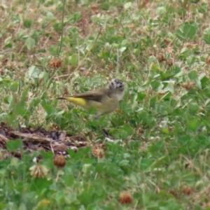 Acanthiza chrysorrhoa at Hume, ACT - 20 Feb 2022