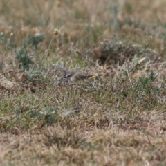 Acanthiza chrysorrhoa at Hume, ACT - 20 Feb 2022