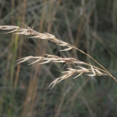 Rytidosperma sp. (Wallaby Grass) at Stromlo, ACT - 15 Feb 2022 by BarrieR