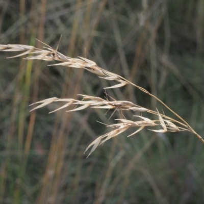 Rytidosperma sp. (Wallaby Grass) at Stromlo, ACT - 15 Feb 2022 by BarrieR