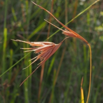 Themeda triandra (Kangaroo Grass) at Stromlo, ACT - 15 Feb 2022 by BarrieR