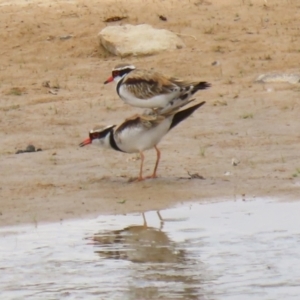 Charadrius melanops at Tralee, NSW - 20 Feb 2022