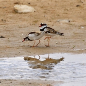 Charadrius melanops at Tralee, NSW - 20 Feb 2022