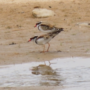 Charadrius melanops at Tralee, NSW - 20 Feb 2022