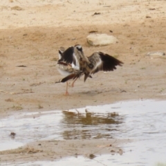 Charadrius melanops at Tralee, NSW - 20 Feb 2022