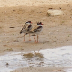 Charadrius melanops at Tralee, NSW - 20 Feb 2022