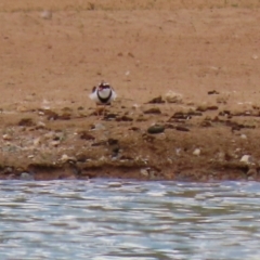 Charadrius melanops (Black-fronted Dotterel) at Tralee, NSW - 20 Feb 2022 by RodDeb