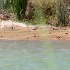 Charadrius melanops at Tralee, NSW - 20 Feb 2022 01:59 PM