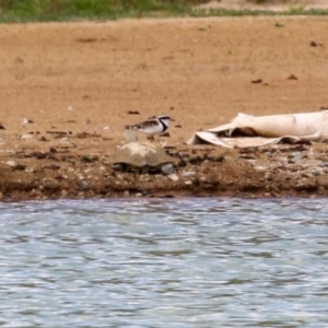 Charadrius melanops at Tralee, NSW - 20 Feb 2022