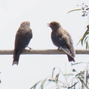 Artamus cyanopterus at Tralee, NSW - 20 Feb 2022