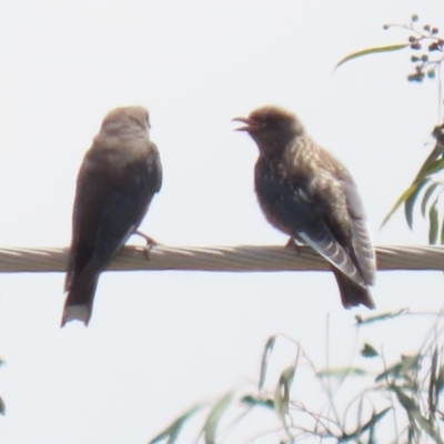 Artamus cyanopterus (Dusky Woodswallow) at Tralee, NSW - 20 Feb 2022 by RodDeb