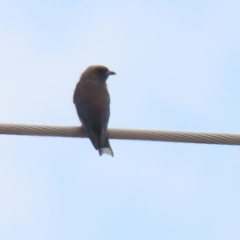 Artamus cyanopterus at Tralee, NSW - 20 Feb 2022