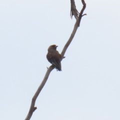 Artamus cyanopterus at Tralee, NSW - 20 Feb 2022