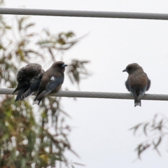 Artamus cyanopterus at Tralee, NSW - 20 Feb 2022