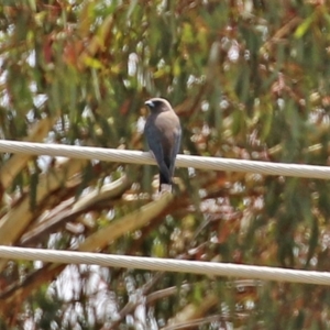 Artamus cyanopterus at Tralee, NSW - 20 Feb 2022