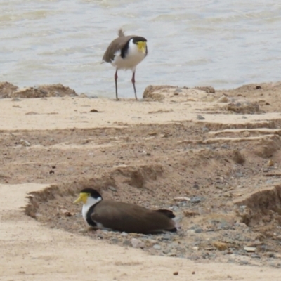 Vanellus miles (Masked Lapwing) at Environa, NSW - 20 Feb 2022 by RodDeb