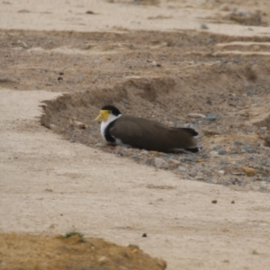 Vanellus miles at Environa, NSW - 20 Feb 2022