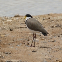 Vanellus miles at Environa, NSW - 20 Feb 2022