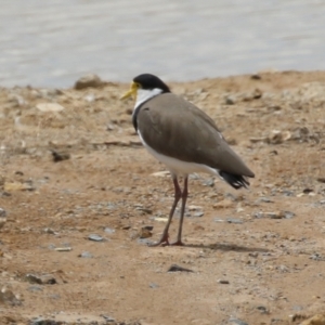 Vanellus miles at Environa, NSW - 20 Feb 2022