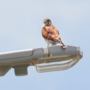 Falco cenchroides at Hume, ACT - 20 Feb 2022