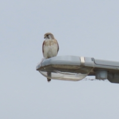 Falco cenchroides at Hume, ACT - 20 Feb 2022