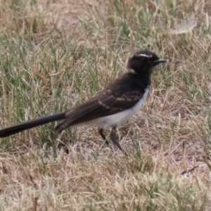 Rhipidura leucophrys at Hume, ACT - 20 Feb 2022