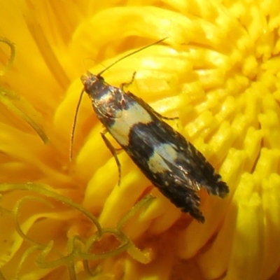 Glyphipterix chrysoplanetis (A Sedge Moth) at Flynn, ACT - 9 Feb 2022 by Christine