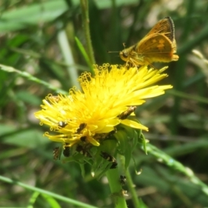 Glyphipterix chrysoplanetis at Flynn, ACT - 10 Feb 2022