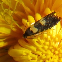 Glyphipterix chrysoplanetis at Flynn, ACT - 10 Feb 2022 09:47 AM