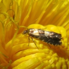 Glyphipterix chrysoplanetis at Flynn, ACT - 10 Feb 2022 09:47 AM