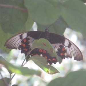 Papilio aegeus at Flynn, ACT - 13 Feb 2022 01:40 PM