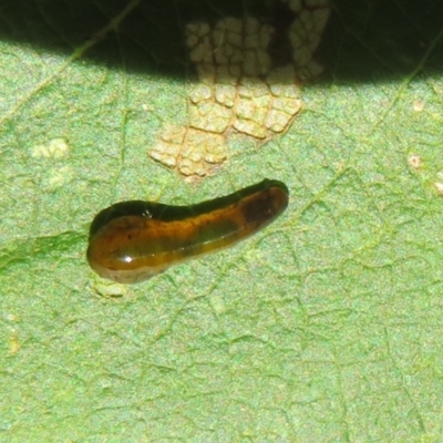 Caliroa cerasi (Cherry Slug Sawfly, Pear and Cherry Slug, Pear and Cherry Sawfly) at Flynn, ACT - 13 Feb 2022 by Christine