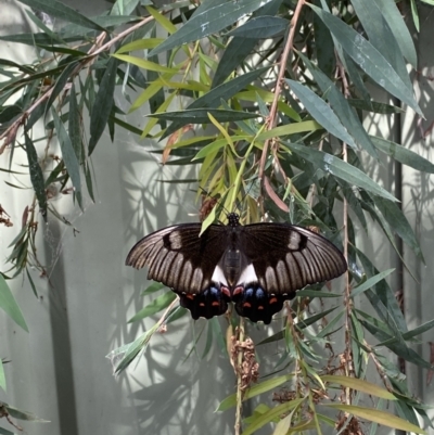 Papilio aegeus (Orchard Swallowtail, Large Citrus Butterfly) at O'Connor, ACT - 20 Feb 2022 by 1pepsiman