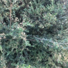 Kunzea ericoides (Burgan) at Flea Bog Flat to Emu Creek Corridor - 19 Feb 2022 by Dora