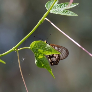 Acraea andromacha at Acton, ACT - 21 Feb 2022