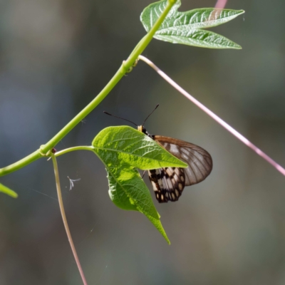 Acraea andromacha (Glasswing) at Acton, ACT - 21 Feb 2022 by DPRees125