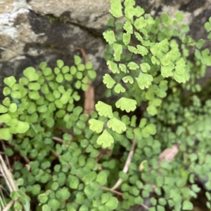 Adiantum aethiopicum at Cotter River, ACT - 21 Feb 2022