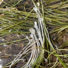 Isoetes muelleri (Quillwort) at Cotter River, ACT - 21 Feb 2022 by JaneR