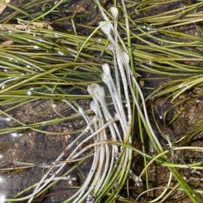 Isoetes muelleri (Quillwort) at Cotter River, ACT - 21 Feb 2022 by JaneR