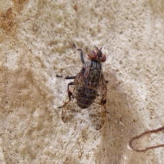 Euprosopia sp. (genus) (Signal fly) at ANBG - 21 Feb 2022 by DPRees125
