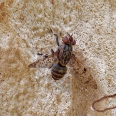 Euprosopia sp. (genus) at Acton, ACT - 21 Feb 2022 11:47 AM