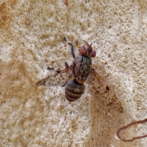 Euprosopia sp. (genus) at Acton, ACT - 21 Feb 2022 11:47 AM