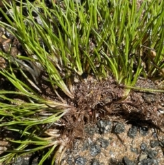 Isoetes muelleri (Quillwort) at Uriarra Village, ACT - 21 Feb 2022 by JaneR