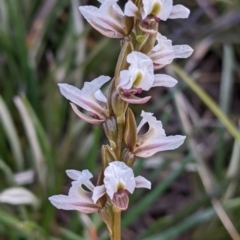 Prasophyllum suttonii at Hotham Heights, VIC - 19 Feb 2022 by Darcy